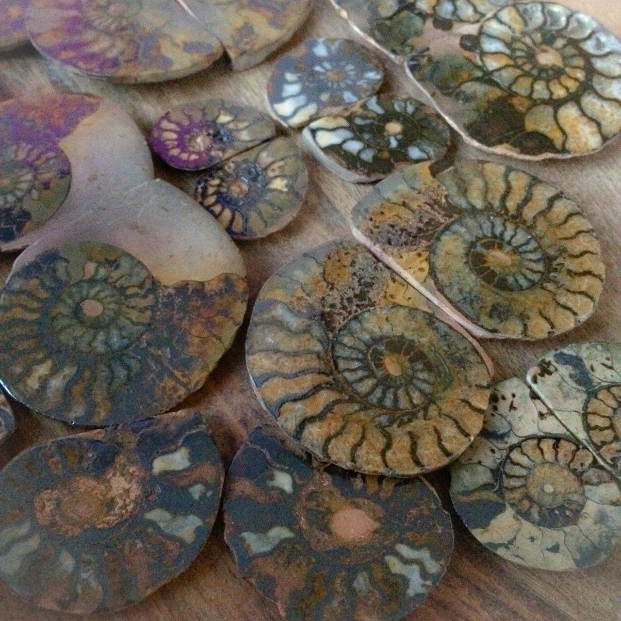 Pair of Ammonite Fossils - For continual change and evolution