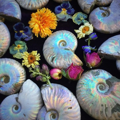 Fossils