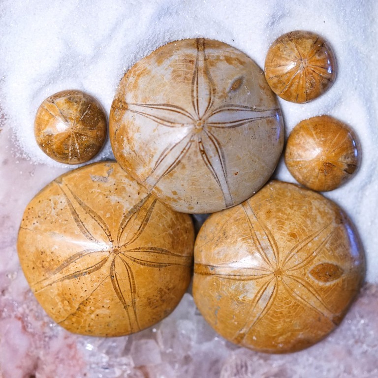 Sea Urchin Fossils for ocean energy, positivity, and stability