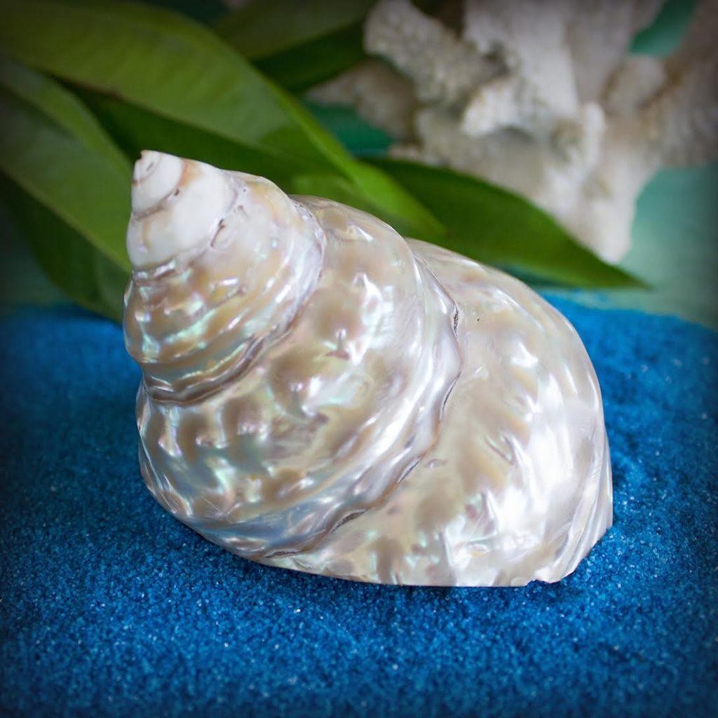 Golden Goddess Shells for channeling the power of the ocean