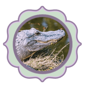 alligator