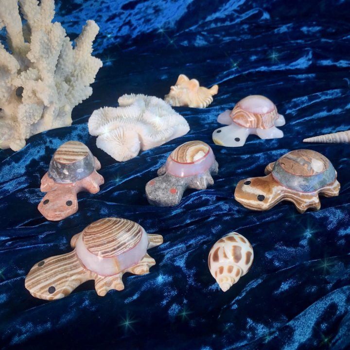 Intuitive_Aragonite_Turtles_1of3_4_1