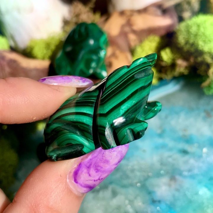 Malachite Frogs