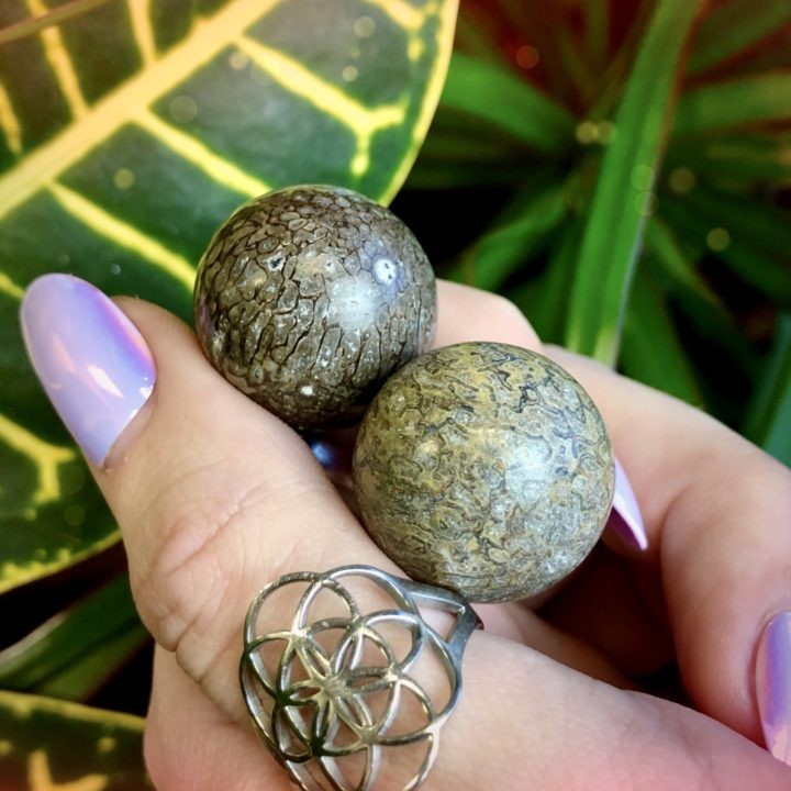 Ancient Wisdom Dino Fossil Spheres Duo