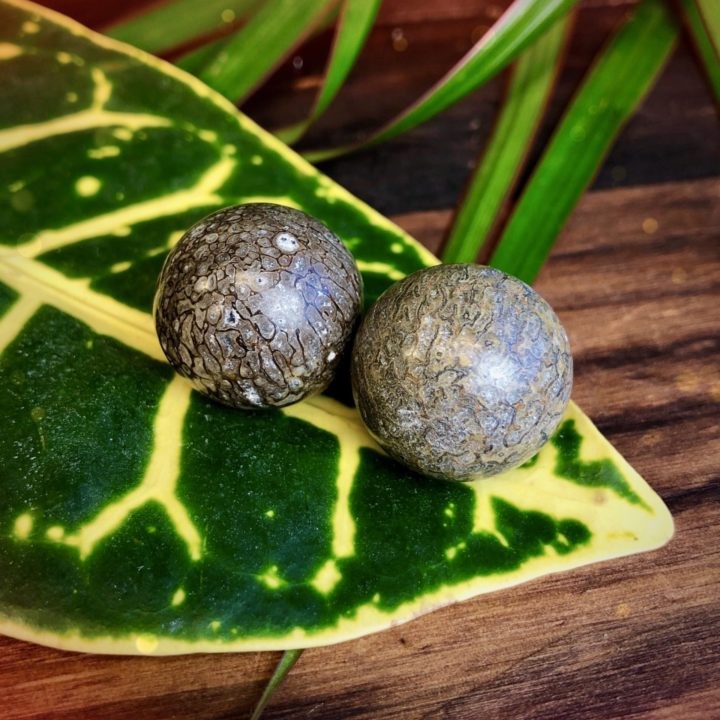Ancient Wisdom Dino Fossil Spheres Duo
