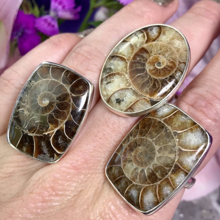 Ammonite Rings