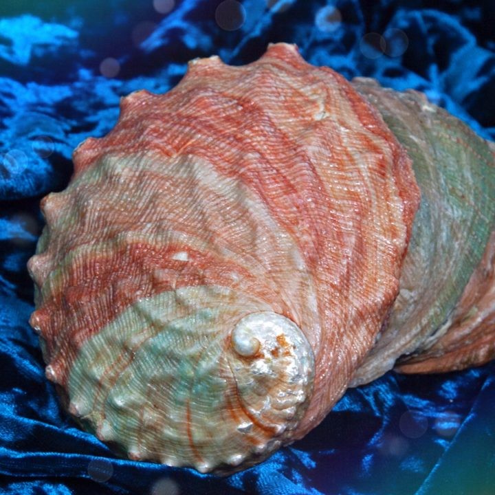 Small Abalone Smudge Shells