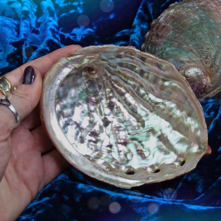 Small Abalone Smudge Shells
