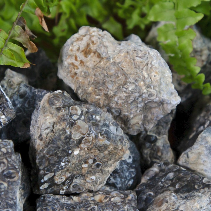 Natural Turritella Agate