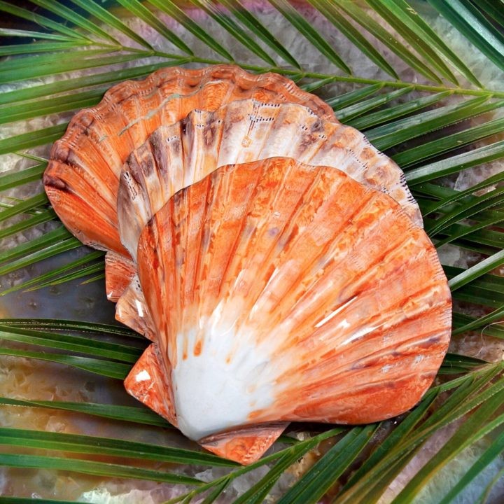 Scallop Smudge Shells