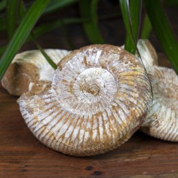 Natural White Ammonite