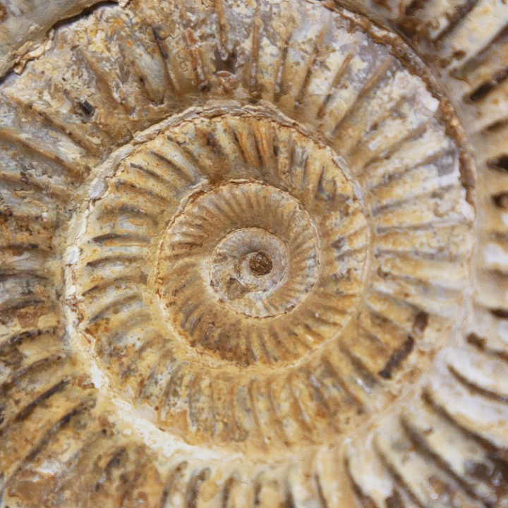 Natural_White_Ammonite_3of3_8_14.JPG