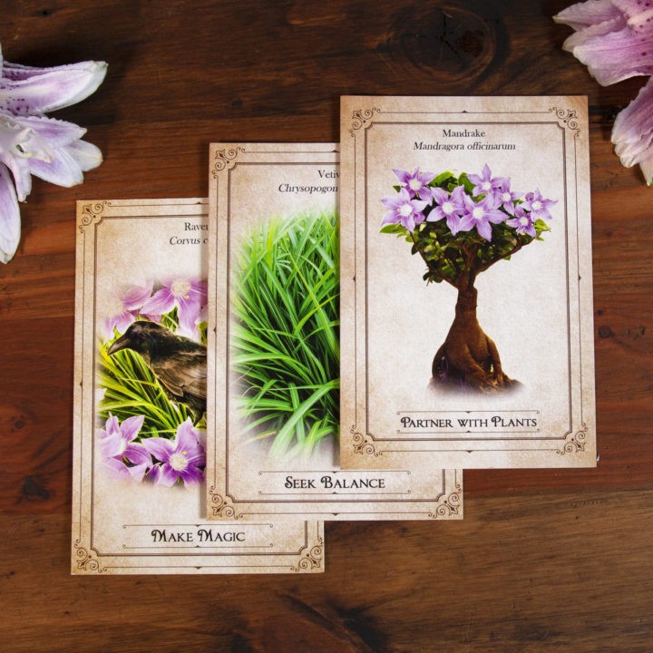 New Moon Enchanted Plant Wisdom: Mandrake and Vetiver Set
