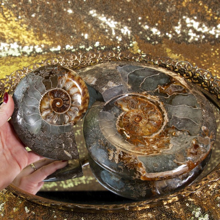 Ancient Wisdom Ammonite Fossil Smudging Bowls
