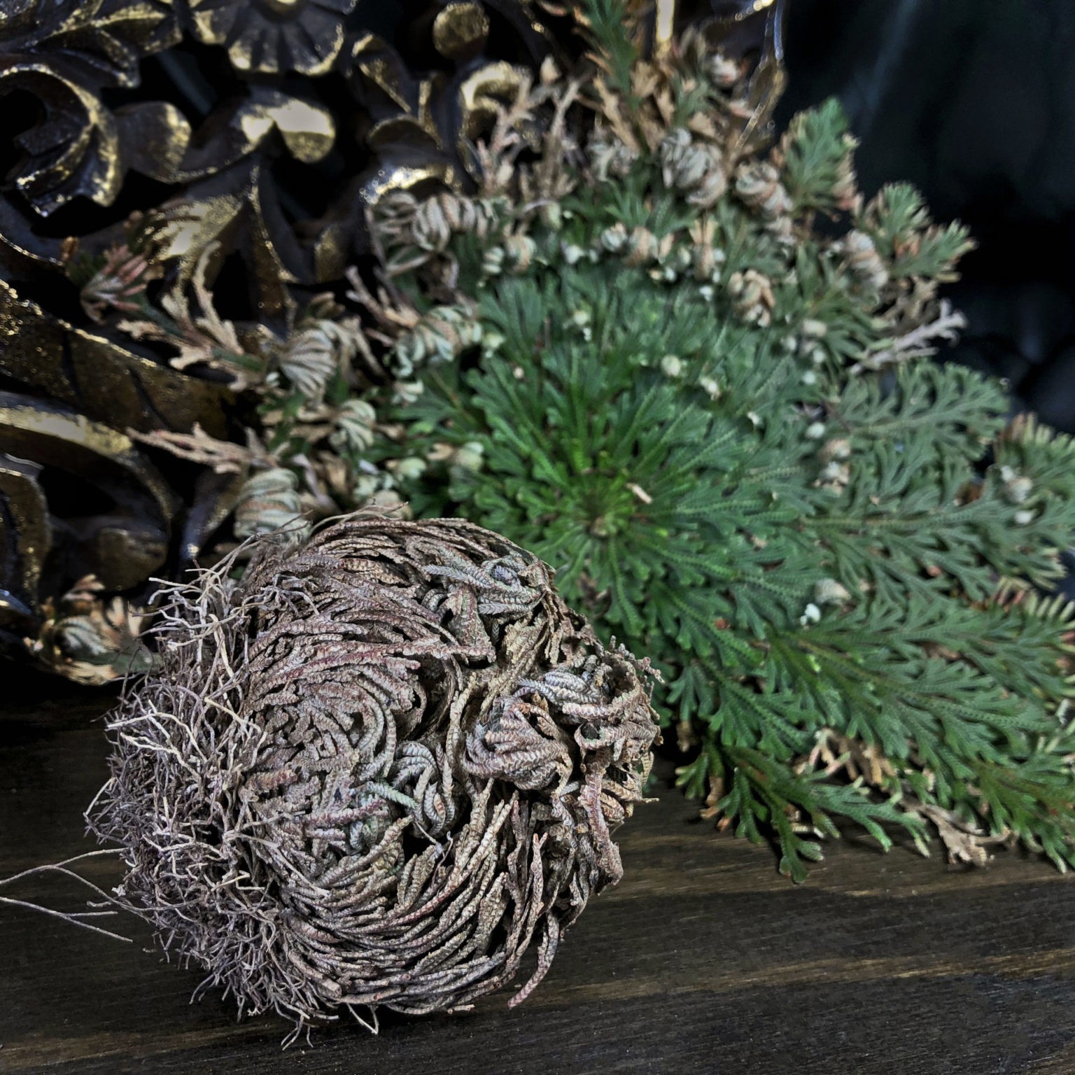 Rose of Jericho the Resurrection Plant for abundance and protection