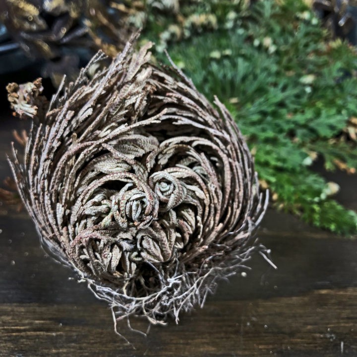 Rose of Jericho