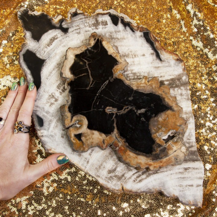 Petrified Wood Slab