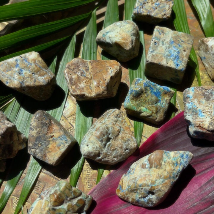 Tumbled Azurite & Chrysocolla in Petrified Wood