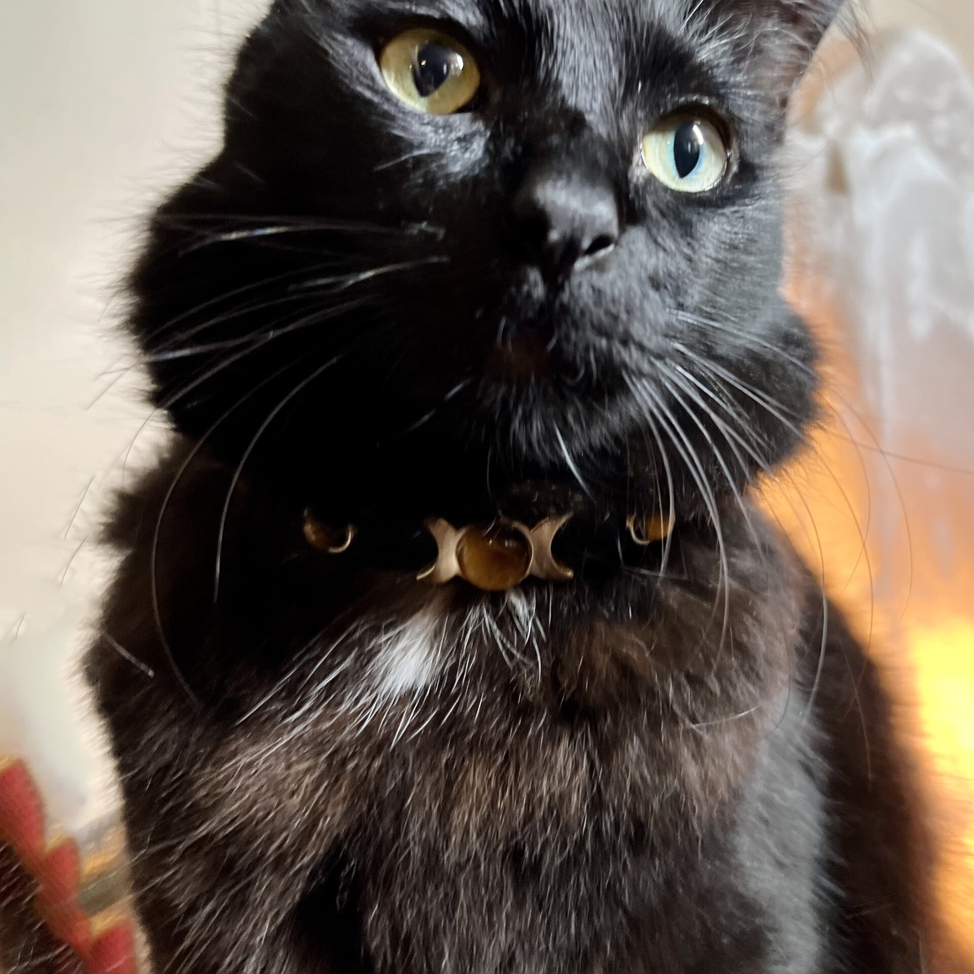 Sage Goddess Tiger's Eye Triple Moon Cat Collar for feline protection