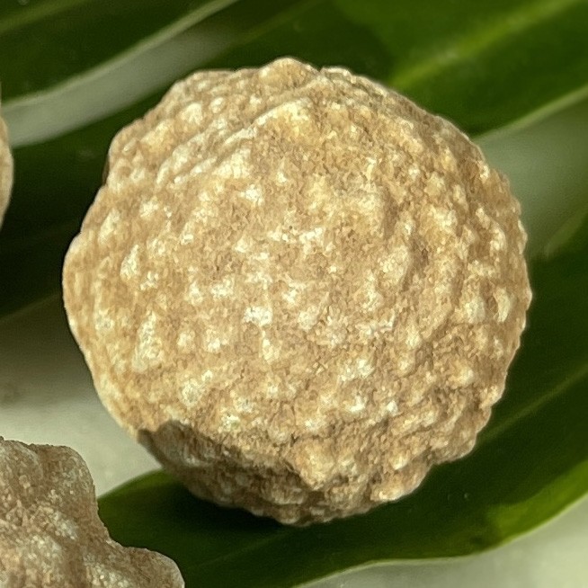 Ancient Earth Wisdom Stromatolite Fossil