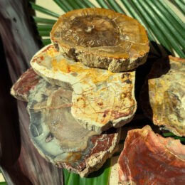 Petrified Wood Slice