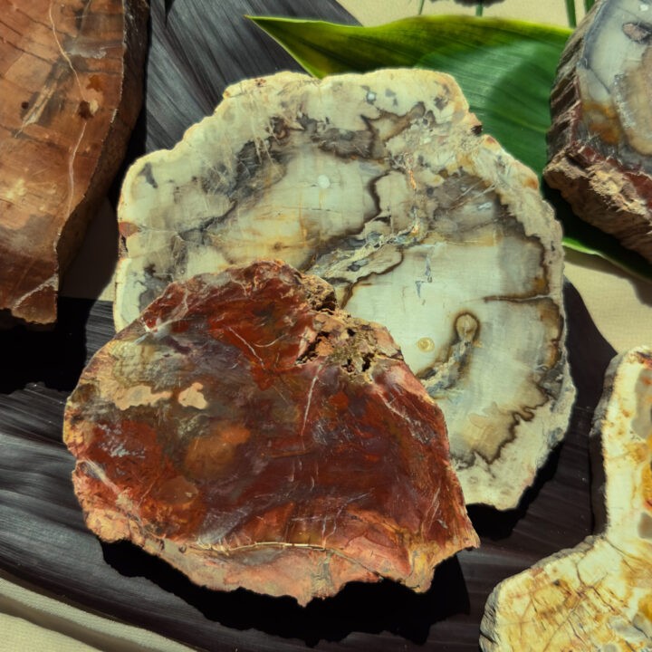 Petrified Wood Slice