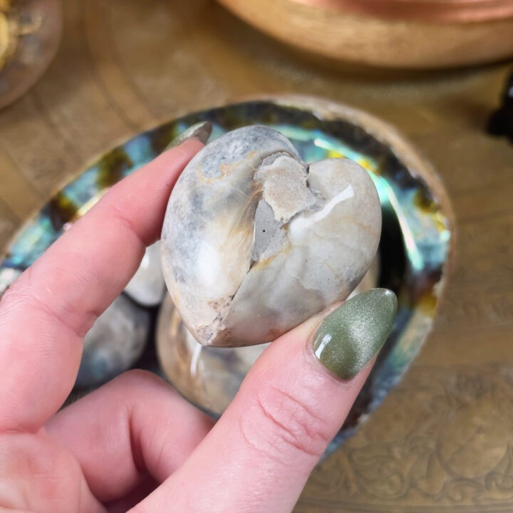 Eternal Love Petrified Clam