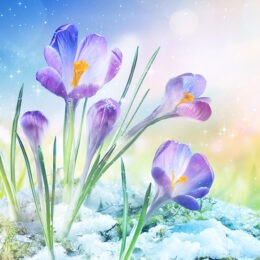 Free Downloadable Imbolc Worksheet