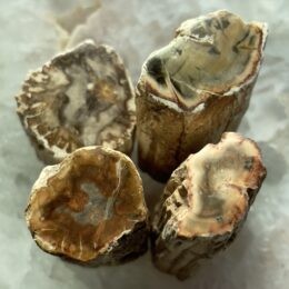 Polished Petrified Wood Mini Log