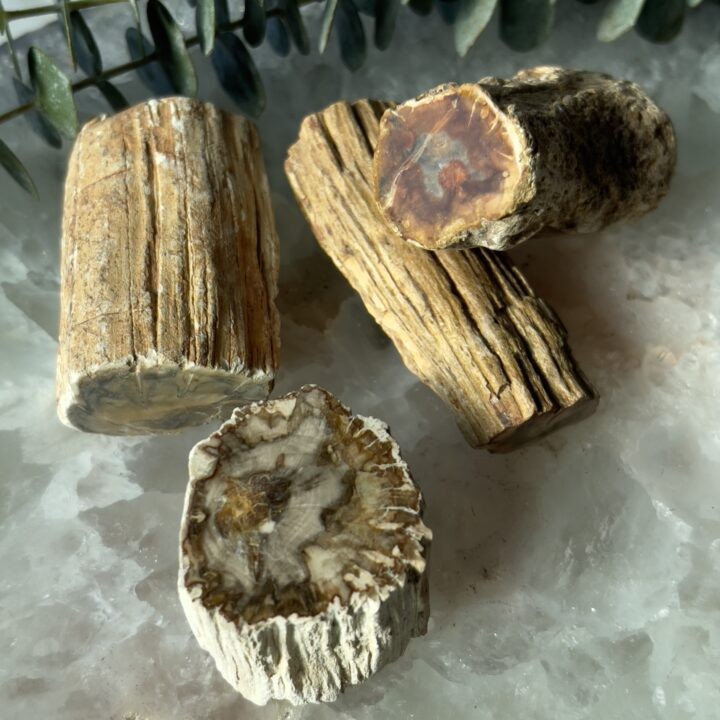 Polished Petrified Wood Mini Log