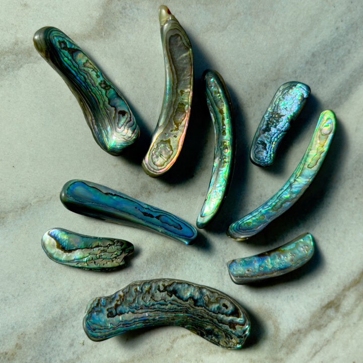 Tumbled Paua Abalone Rim