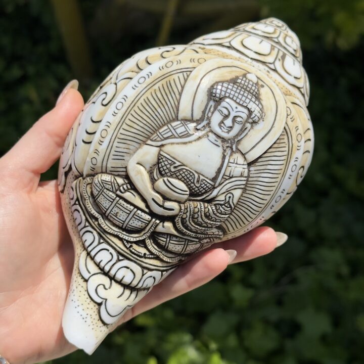 Gemstone Sale: Carved Buddha Conch Shell